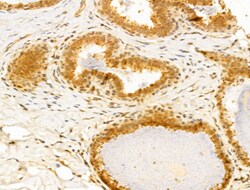 Invitrogen Annexin VII Polyclonal Antibody 100 &mu;L; Unconjugated:Antibodies,