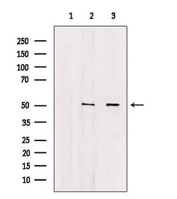 Invitrogen Annexin VII Polyclonal Antibody 100 &mu;L; Unconjugated:Antibodies,