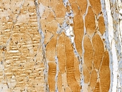 Invitrogen BCS1L Polyclonal Antibody 100 &mu;L; Unconjugated:Antibodies,