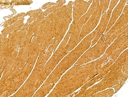Invitrogen BCS1L Polyclonal Antibody 100 &mu;L; Unconjugated:Antibodies,