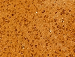 Invitrogen BCS1L Polyclonal Antibody 100 &mu;L; Unconjugated:Antibodies,