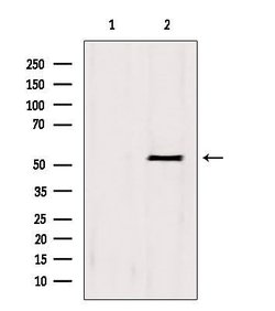 Invitrogen BCS1L Polyclonal Antibody 100 &mu;L; Unconjugated:Antibodies,