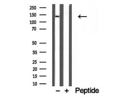 Invitrogen COL6A1 Polyclonal Antibody 100 &mu;L; Unconjugated:Antibodies,