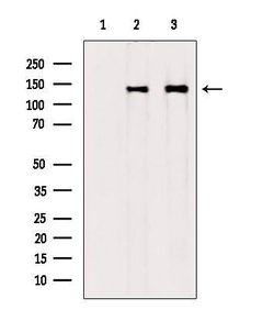 Invitrogen COL6A1 Polyclonal Antibody 100 &mu;L; Unconjugated:Antibodies,