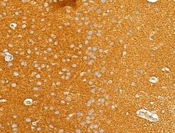 CYP26B1 Polyclonal Antibody, Invitrogen 100 &mu;L; Unconjugated:Antibodies,