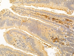 Invitrogen ERO1LB Polyclonal Antibody 100 &mu;L | Buy Online | Invitrogen&trade; | Fisher Scientific