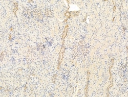 Invitrogen ERO1LB Polyclonal Antibody 100 &mu;L | Buy Online | Invitrogen&trade; | Fisher Scientific