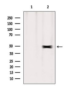 Invitrogen ERO1LB Polyclonal Antibody 100 &mu;L | Buy Online | Invitrogen&trade; | Fisher Scientific