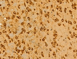 Invitrogen HLA-F Polyclonal Antibody 100 &mu;L; Unconjugated:Antibodies,