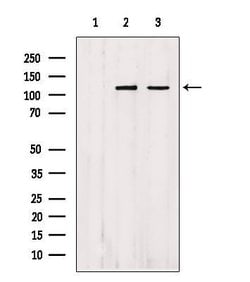 Invitrogen Importin 4 Polyclonal Antibody 100 &mu;L; Unconjugated:Antibodies,