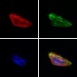 Invitrogen MAVS Polyclonal Antibody 100 &mu;L; Unconjugated:Antibodies,