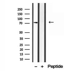 Invitrogen MAVS Polyclonal Antibody 100 &mu;L; Unconjugated:Antibodies,