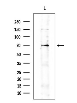 Invitrogen MAVS Polyclonal Antibody 100 &mu;L; Unconjugated:Antibodies,