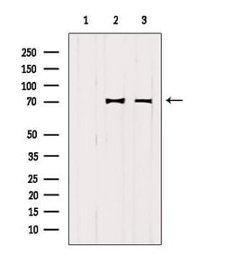 Invitrogen MAVS Polyclonal Antibody 100 &mu;L; Unconjugated:Antibodies,