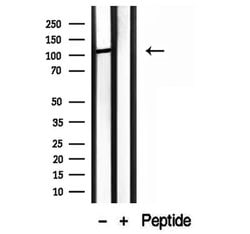 Invitrogen MMS19 Polyclonal Antibody 100 &mu;L; Unconjugated:Antibodies,