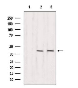 Invitrogen RBM4 Polyclonal Antibody 100 &mu;L; Unconjugated:Antibodies,