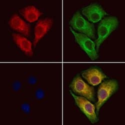 Invitrogen RCN2 Polyclonal Antibody 100 &mu;L; Unconjugated:Antibodies,