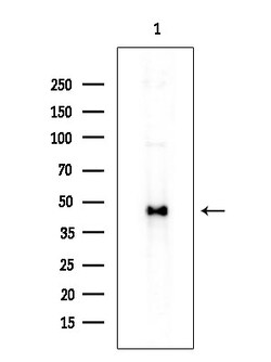 Invitrogen RCN2 Polyclonal Antibody 100 &mu;L; Unconjugated:Antibodies,