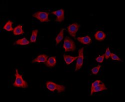 Invitrogen SEPT9 Polyclonal Antibody 100 &mu;L; Unconjugated:Antibodies,