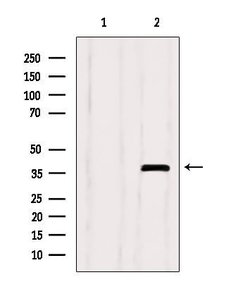 Invitrogen SEPT9 Polyclonal Antibody 100 &mu;L; Unconjugated:Antibodies,
