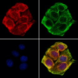 Invitrogen SPTLC2 Polyclonal Antibody 100 &mu;L; Unconjugated:Antibodies,