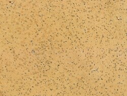 SRP68 Polyclonal Antibody:Antibodies, Polyclonal
