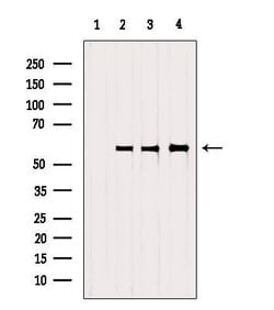 SRP68 Polyclonal Antibody:Antibodies, Polyclonal