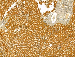 Invitrogen HRD1 Polyclonal Antibody 100 &mu;L; Unconjugated:Antibodies,