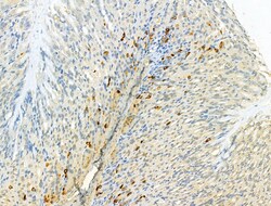 Invitrogen HRD1 Polyclonal Antibody 100 &mu;L; Unconjugated:Antibodies,