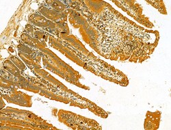 Invitrogen HRD1 Polyclonal Antibody 100 &mu;L; Unconjugated:Antibodies,