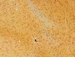 Invitrogen HRD1 Polyclonal Antibody 100 &mu;L; Unconjugated:Antibodies,