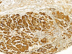 Invitrogen HRD1 Polyclonal Antibody 100 &mu;L; Unconjugated:Antibodies,