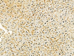 Invitrogen TOMM40 Polyclonal Antibody 100 &mu;L; Unconjugated:Antibodies,