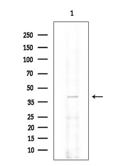 Invitrogen TOMM40 Polyclonal Antibody 100 &mu;L; Unconjugated:Antibodies,