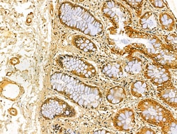 Invitrogen VNN1 Polyclonal Antibody 100 &mu;L; Unconjugated:Antibodies,