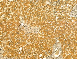 Invitrogen VNN1 Polyclonal Antibody 100 &mu;L; Unconjugated:Antibodies,