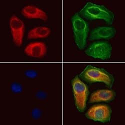 Invitrogen VPS16 Polyclonal Antibody 100 &mu;L; Unconjugated:Antibodies,