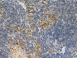Invitrogen VPS16 Polyclonal Antibody 100 &mu;L; Unconjugated:Antibodies,