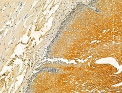 Invitrogen VPS16 Polyclonal Antibody 100 &mu;L; Unconjugated:Antibodies,