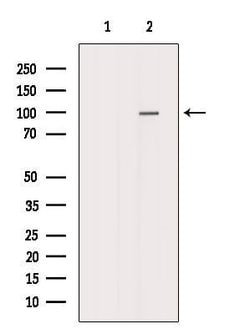 Invitrogen VPS16 Polyclonal Antibody 100 &mu;L; Unconjugated:Antibodies,