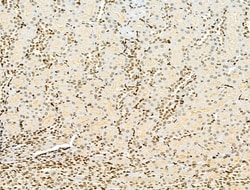 Invitrogen AEBP2 Polyclonal Antibody 100 &mu;L | Buy Online | Invitrogen&trade; | Fisher Scientific