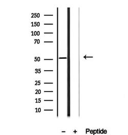 Invitrogen AEBP2 Polyclonal Antibody 100 &mu;L | Buy Online | Invitrogen&trade; | Fisher Scientific