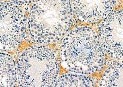 Invitrogen DNAJB3 Polyclonal Antibody 100 &mu;L; Unconjugated:Antibodies,