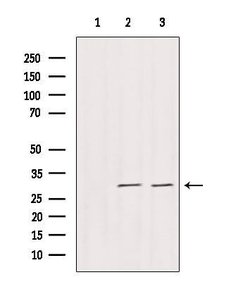 Invitrogen DNAJB3 Polyclonal Antibody 100 &mu;L; Unconjugated:Antibodies,