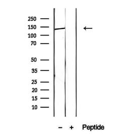 Invitrogen HPS5 Polyclonal Antibody 100 &mu;L; Unconjugated:Antibodies,