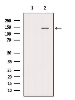 Invitrogen HPS5 Polyclonal Antibody 100 &mu;L; Unconjugated:Antibodies,
