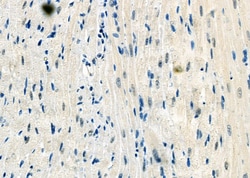 Invitrogen HDGFRP2 Polyclonal Antibody 100 &mu;L; Unconjugated:Antibodies,