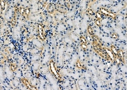 Invitrogen Activin A Polyclonal Antibody 100 &mu;L; Unconjugated:Antibodies,