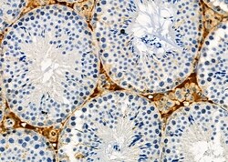 Invitrogen Activin A Polyclonal Antibody 100 &mu;L; Unconjugated:Antibodies,