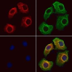 Invitrogen Activin A Polyclonal Antibody 100 &mu;L; Unconjugated:Antibodies,